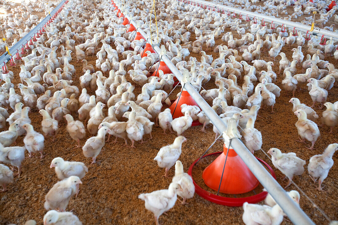 Zahlreiche Hühner laufen in einer weitläufigen Geflügelfarm in Villamanrique de la Condesa, Sevilla, umher und zeigen die rege Tätigkeit des Betriebs