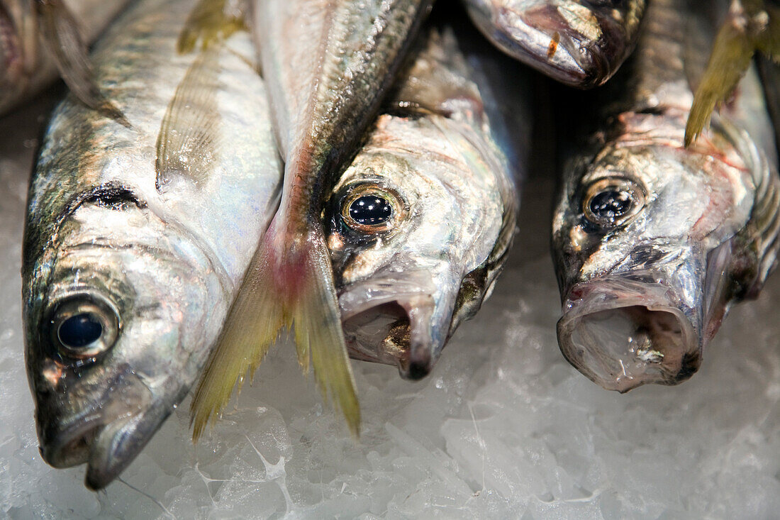 Jureles are arranged on ice, showcasing their shiny scales and eyes at the vibrant Mercat de la Boquería in Barcelona.