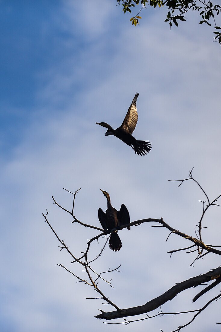 Cormorants in Don Diego River, Santa Marta, Colombia