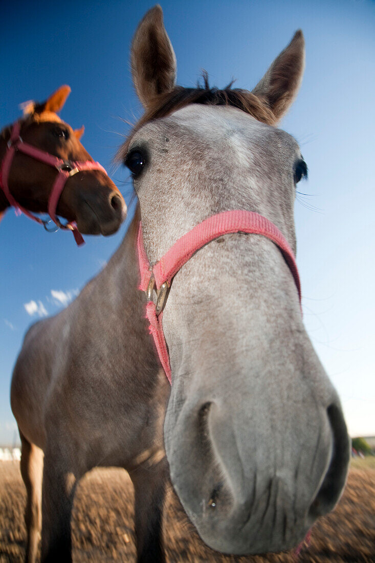 Two horse heads are prominently displayed in the fields of Seville, showcasing their expressions against a clear blue sky.