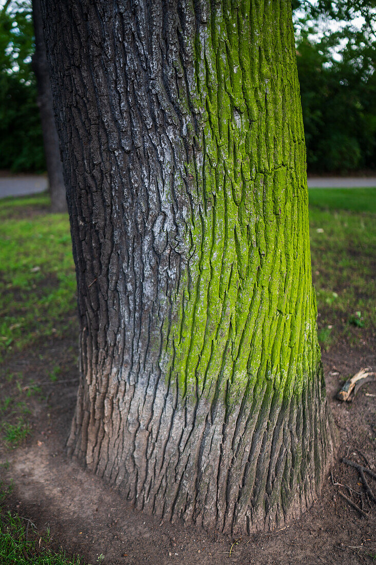 Green fungus on tree