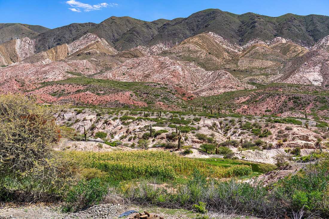 Cardon Grande Cactus, Leucostele terscheckii, and corn fields along Route 33 in the Calchaqui Valley in Argentina.