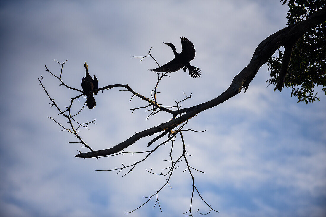 Cormorants in Don Diego River, Santa Marta, Colombia