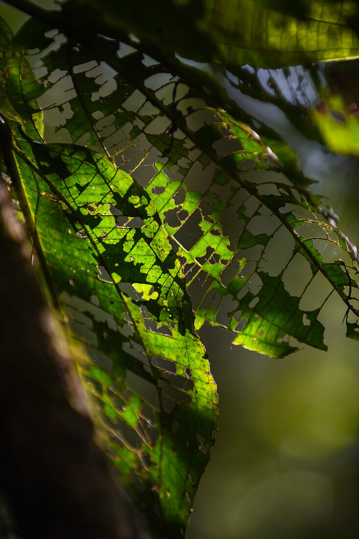 Damaged leaf with holes in Sierra Nevada de Santa Marta, Colombia