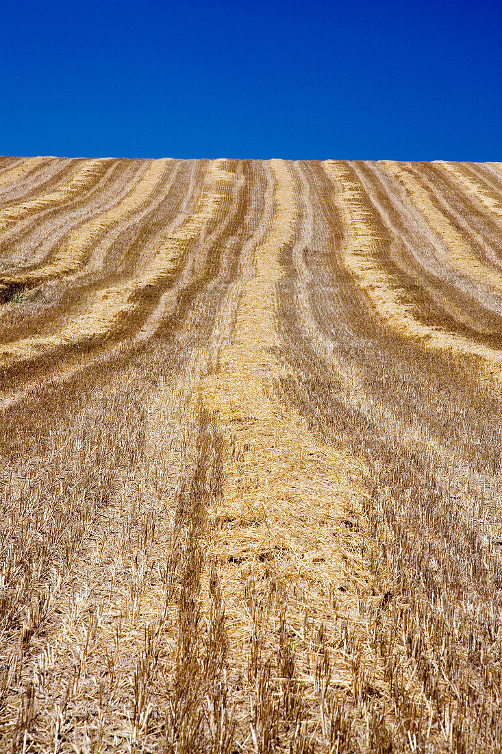 Stubble remains in a harvested wheat field, showcasing the landscape of Seville, Spain under a bright blue sky.