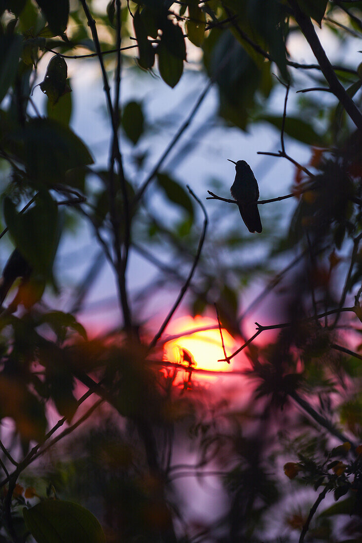 Kolibri auf einem Baum bei Sonnenuntergang in der Sierra Nevada de Santa Marta, Kolumbien