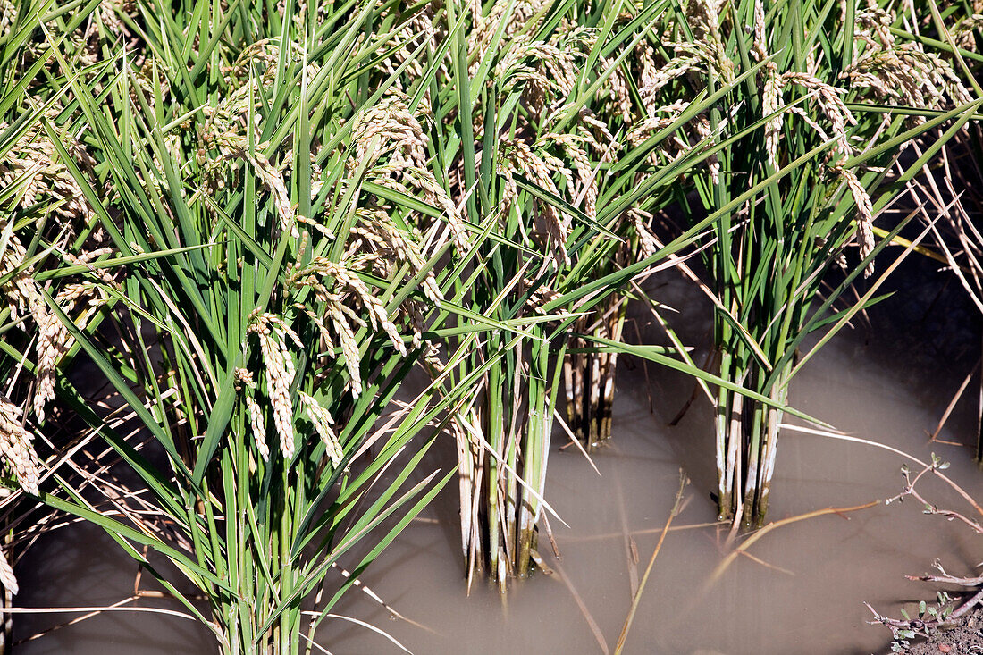 Goldene Reispflanzen gedeihen auf den überschwemmten Feldern der Isla Mayor und zeigen die landwirtschaftliche Schönheit der Region Doñana