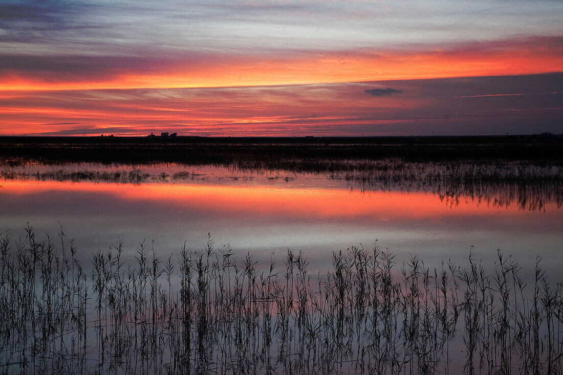 Aquatic plants reflect the vibrant colors of sunset in the marshes of Guadalquivir, showcasing natures beauty in Isla Mayor.