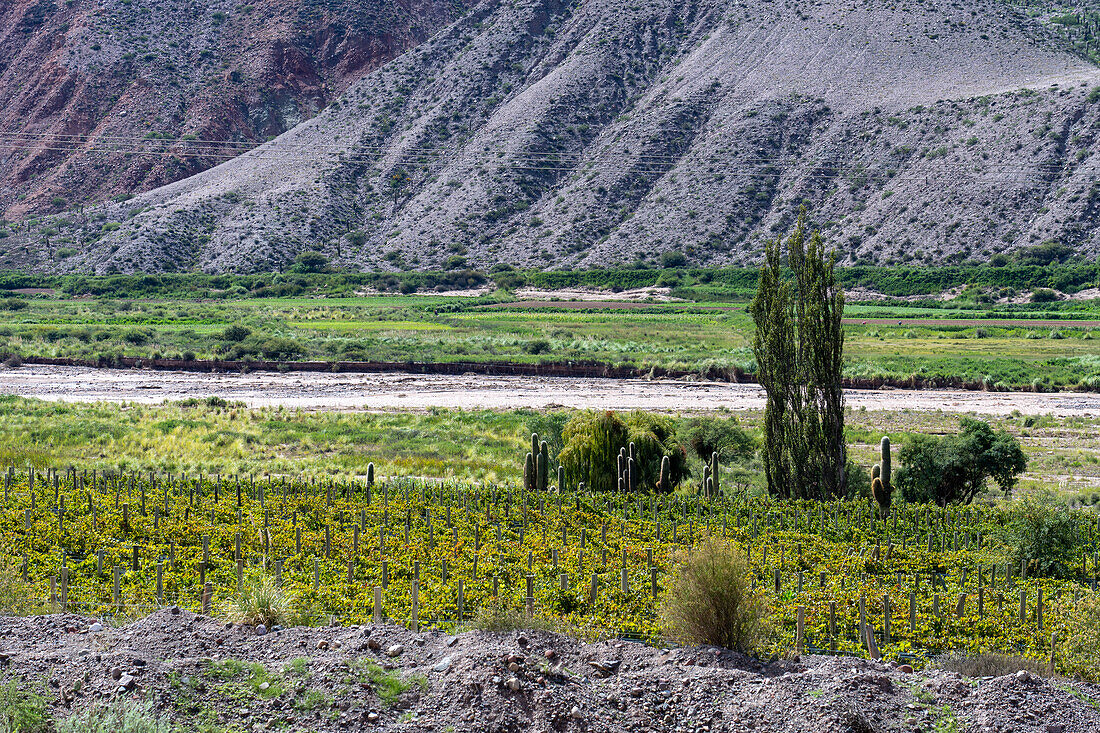 Cardón cactus growing amongst the grape vines in a winery vineyard in the Humahuaca Valley in Argentina.