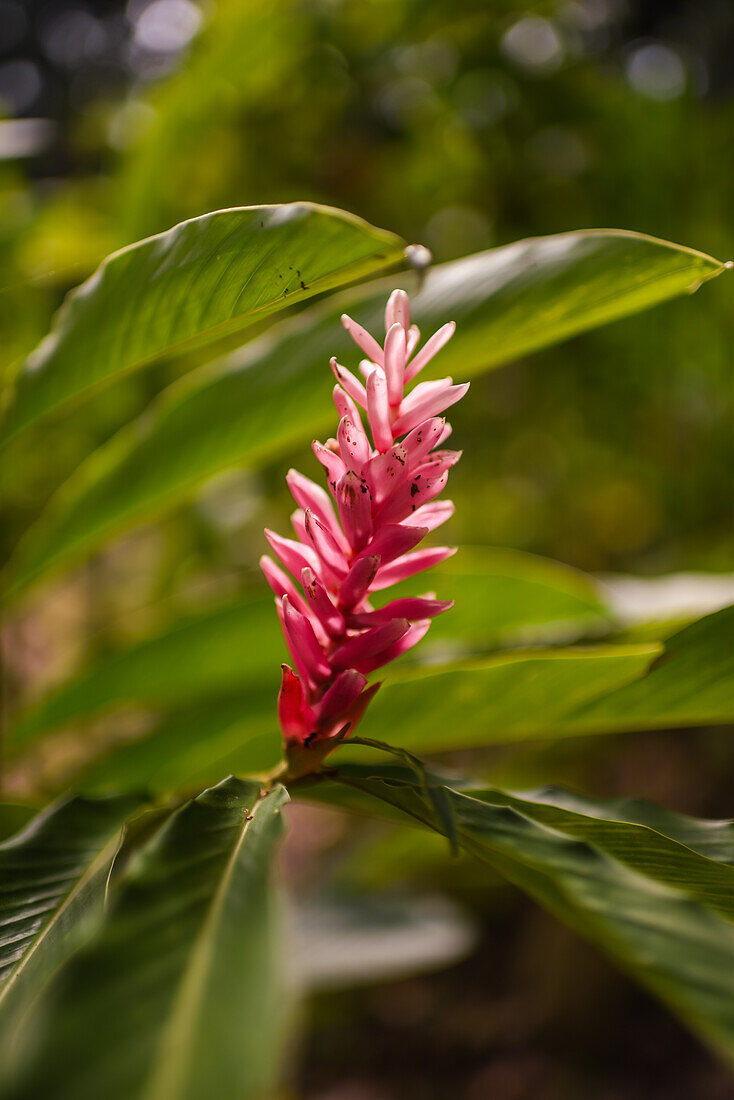 Roter Ingwer (Alpinia purpurata) in Santa Marta, Kolumbien