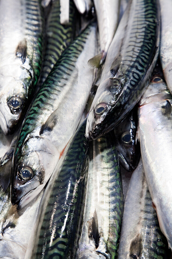 Caballas liegen frisch auf dem Mercado de la Boquería, der inmitten der lebhaften Marktatmosphäre Barcelonas eine lebendige Qualität bietet