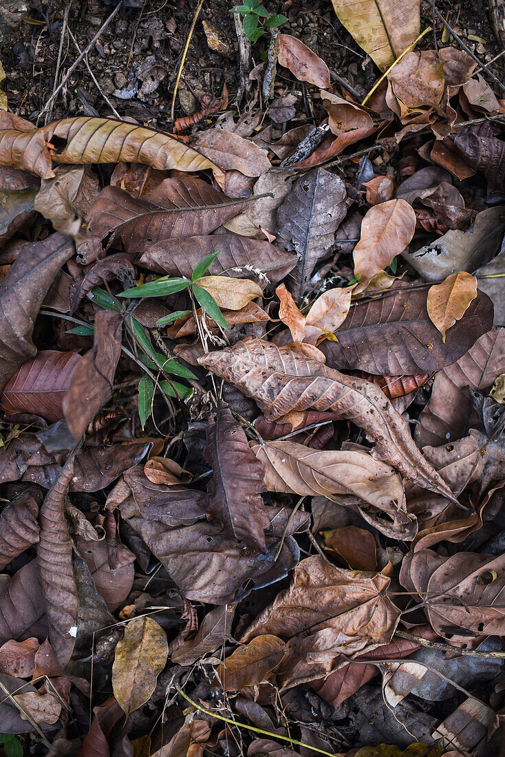 Fallen dry leaves in forest of Santa Marta, Colombia