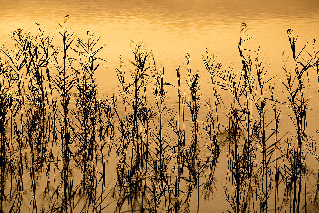 Aquatic plants reflect beautifully in the water at sunset in the Guadalquivir marshes, highlighting nature’s serene beauty.