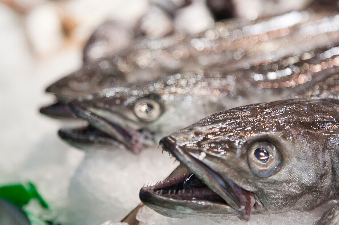 Frische Merluza wird auf dem lebhaften Mercado de la Boquería auf Eis ausgestellt, um das Angebot an lokalen Meeresfrüchten zu präsentieren