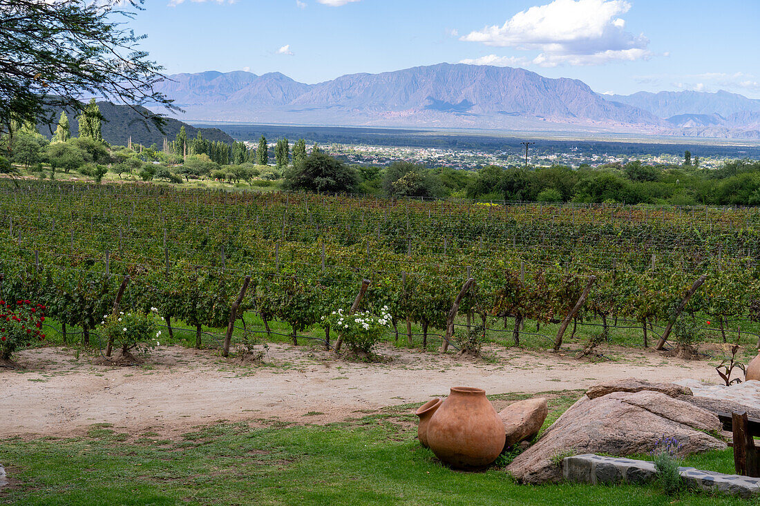 Grape vines at the Bodega and Finca las Nubes, a winery and vineyard near Cafayate, Argentina. The town of Cafayate is in the valley.