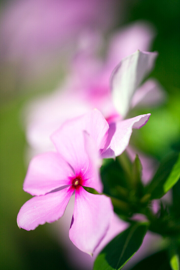 In der grünen Landschaft Spaniens gedeihen die leuchtenden Blumen der Flor del príncipe mit ihren zartrosa Blütenblättern unter klarem Himmel