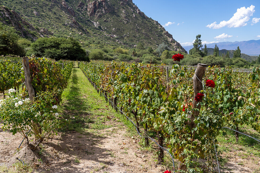 Grape vines at the Bodega and Finca las Nubes, a winery and vineyard near Cafayate, Argentina.