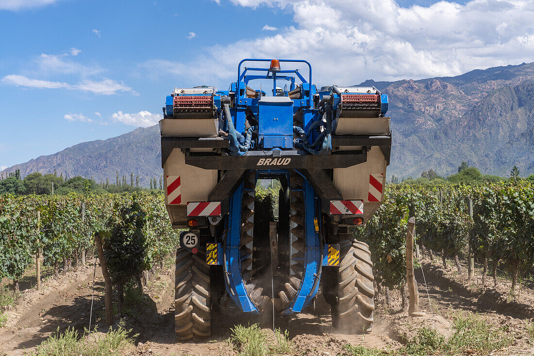 A motorized grape harvesting machine in the vineyard of the Bodega El Esteco winery in Cafayate, Argentina.