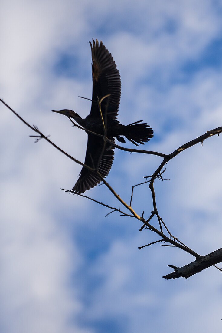 Cormorants in Don Diego River, Santa Marta, Colombia