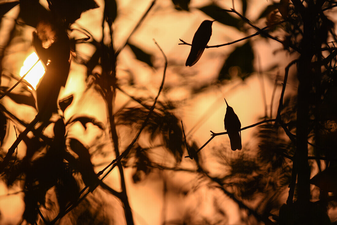 Hummingbird perched on tree at sunset in Sierra Nevada de Santa Marta, Colombia