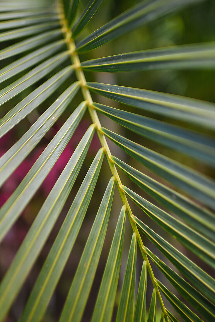 Palm leaf detail in Tayrona National Park, Colombia