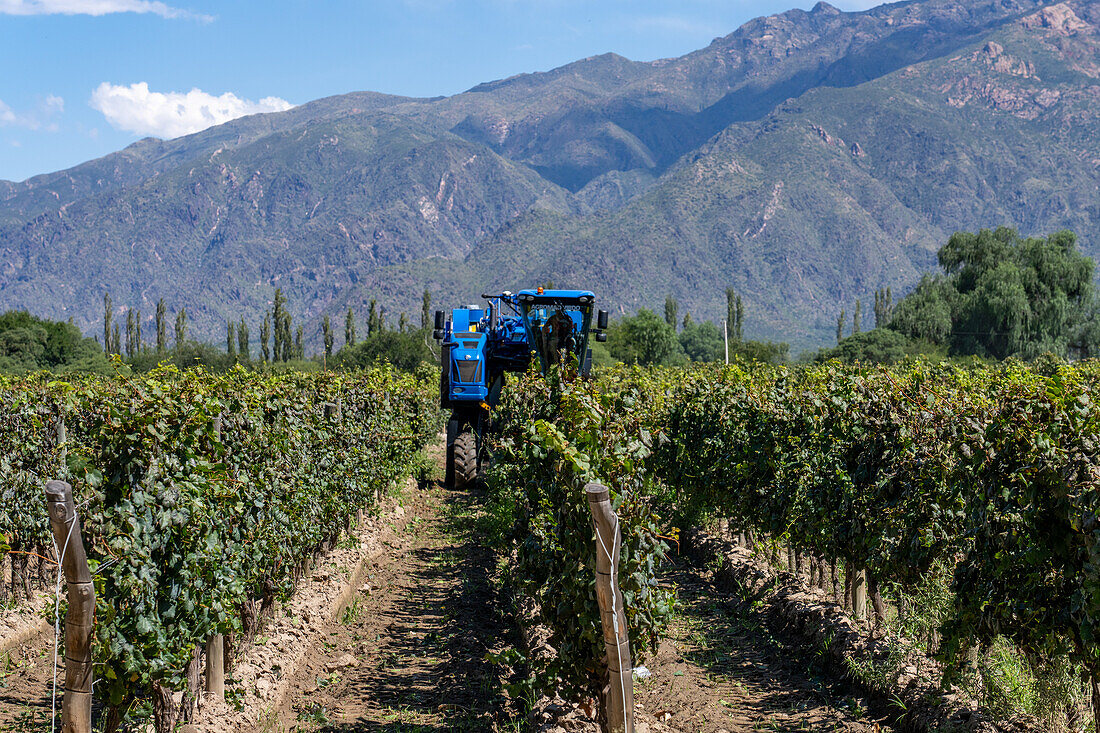 Eine motorisierte Traubenerntemaschine im Weinberg des Weinguts Bodega El Esteco in Cafayate, Argentinien