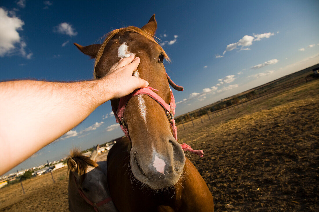 A man reaches out to touch a horses head, capturing a moment of connection in Seville, Spain, under a bright sky.