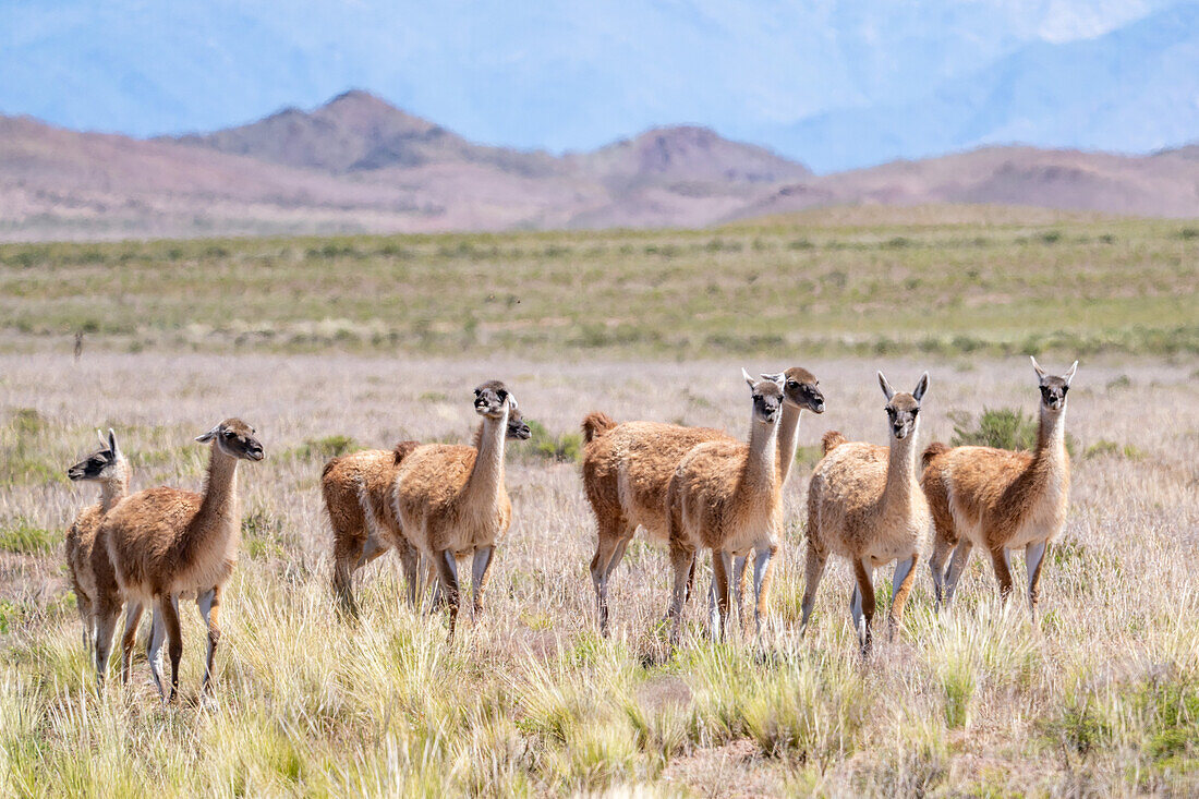 A small herd of guanacos, Lama guanico, grazes on a high plateau in Los Cardones National Park in Argentina.