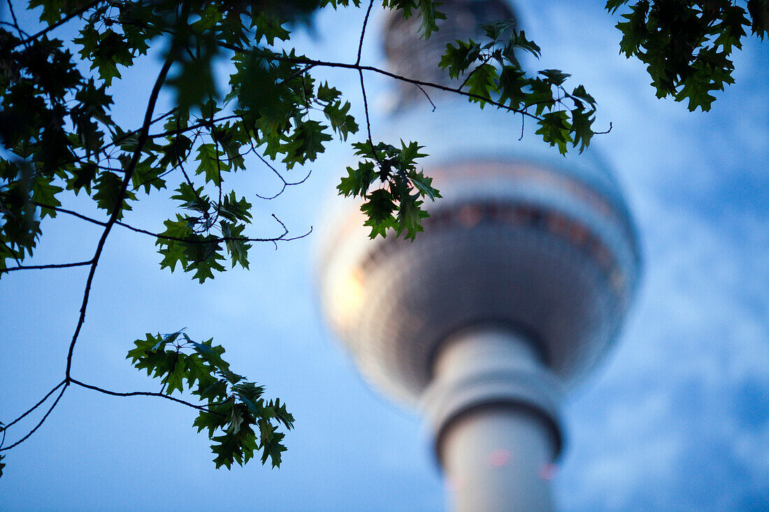 Tree branches elegantly frame the renowned Fernsehturm, towering over Berlin\'s skyline on a clear day.