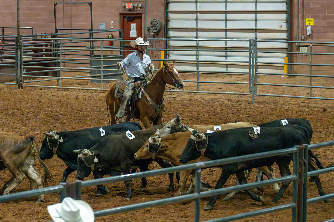 A cowboy competing in a ranch rodeo event to rope specific steers in the Moab Junior Rodeo in Moab, Utah.