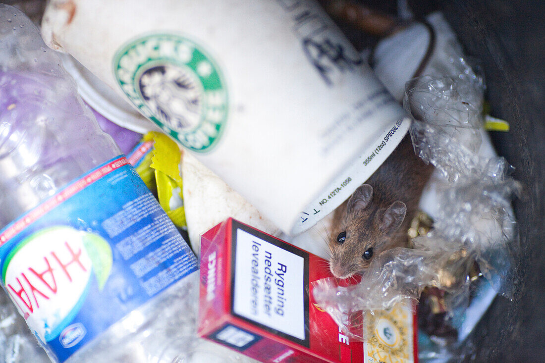 A small mouse is foraging for food among the discarded waste inside a rubbish bin in Berlin.