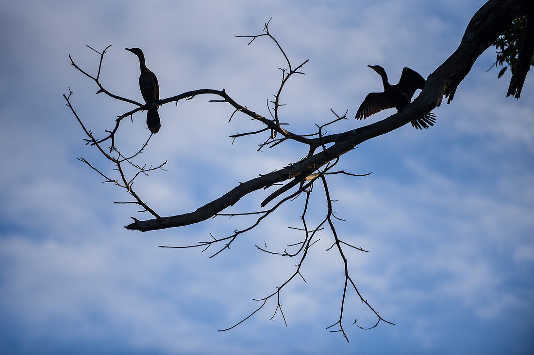 Cormorants in Don Diego River, Santa Marta, Colombia