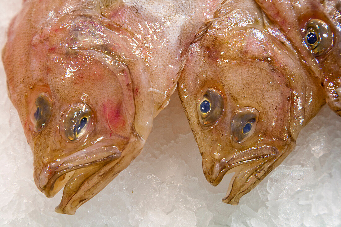 Frische Lenguados liegen im Mercado de la Boquería auf Eis und zeigen die lebendige Fischkultur Barcelonas