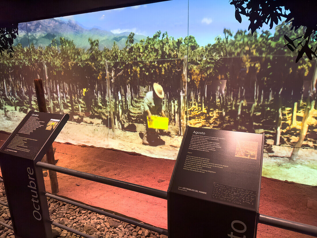 A display on growing grapes in the Museo de la Vid y el Vino or Museum of the Vine and the Wine in Cafayate, Argentina. The various stations explain what is happening in the vineyard in each month of the year.