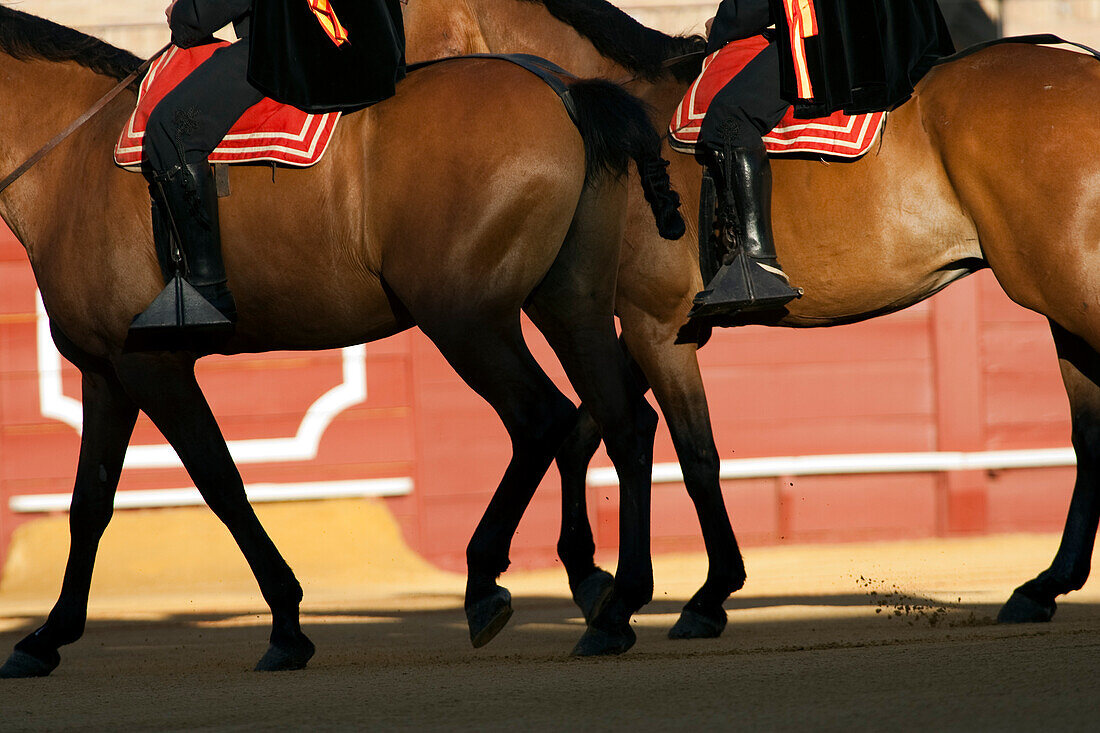 Seville, Spain, Aug 15 2008, Horses advance gracefully during the opening ceremony in the famous bullring of Seville. The scene captures tradition and elegance in this iconic Spanish setting.