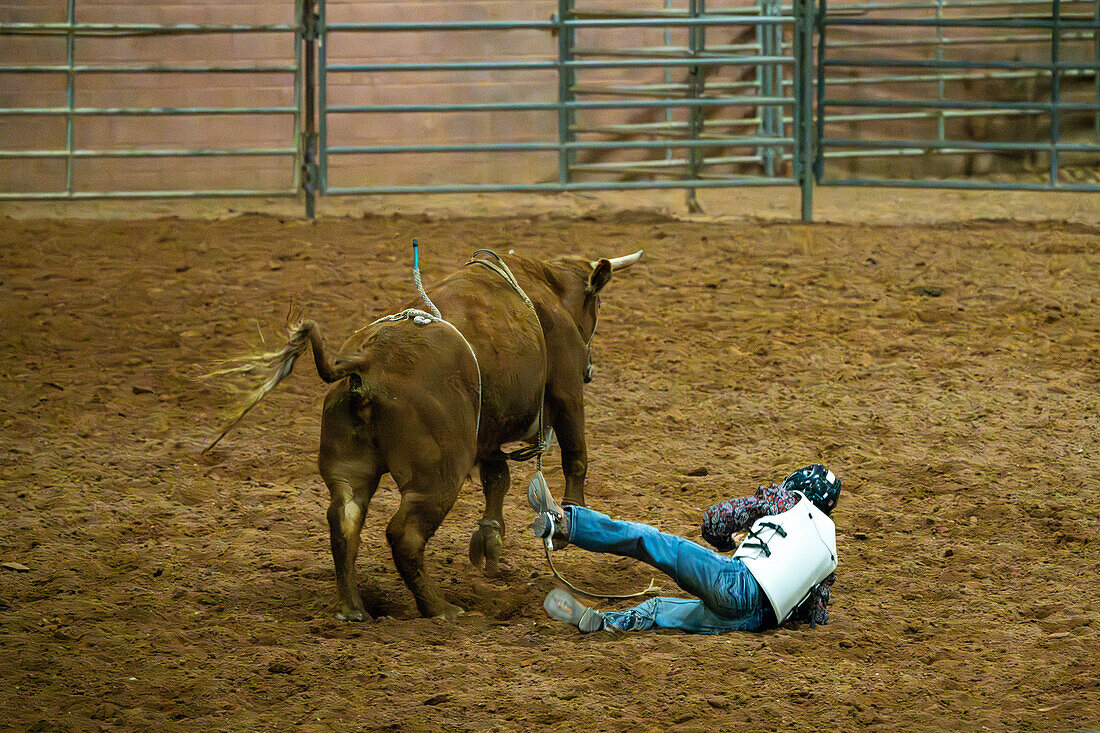 A young cowboy gets bucked off a bucking steer at the Moab Junior Rodeo in Moab, Utah.