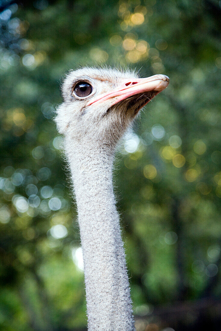 An ostrich head showcases its unique features against a blurred green backdrop in Seville. The bird appears curious and alert in the sunlight.