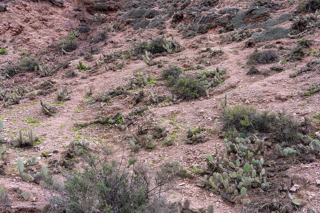 Prickly pear cacti growing on the base of the Hill of Seven Colors or Cerro de los Siete Colores in Purmamarca, Argentina.