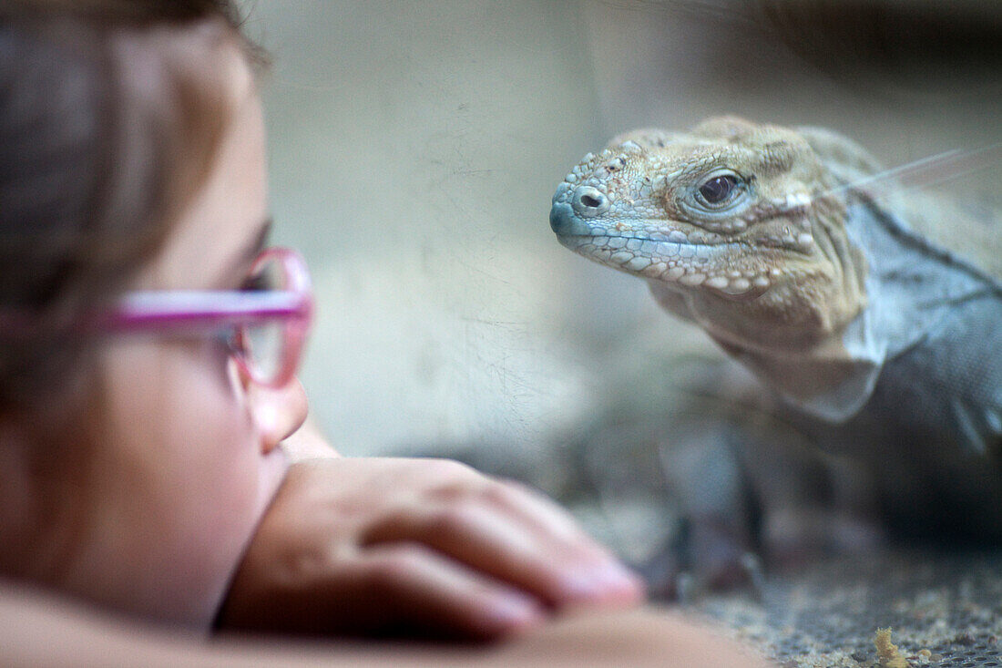 A curious girl watches intently as a rhinoceros iguana lounges at the Berlin Zoo, creating a moment of wonder.