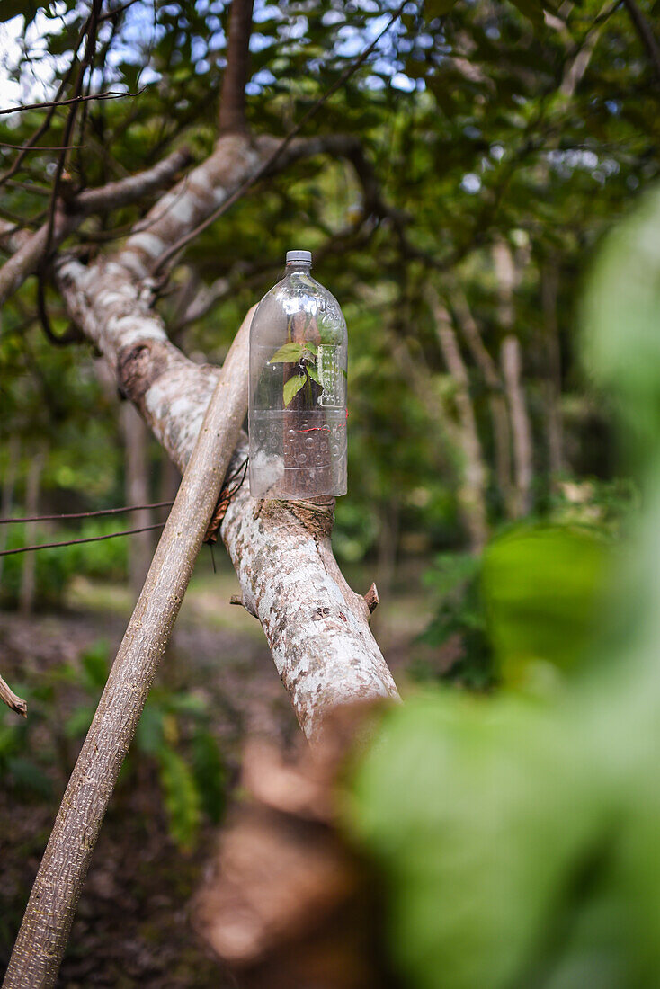 Plastic bottle on tree used for different purposes, Colombia