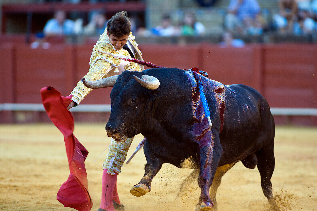 Sevilla, Spanien, 15. August 2008, César Girón führt während eines Stierkampfes in der Real Maestranza de Caballería in Sevilla eine Reihe von rechtshändigen Pässen aus