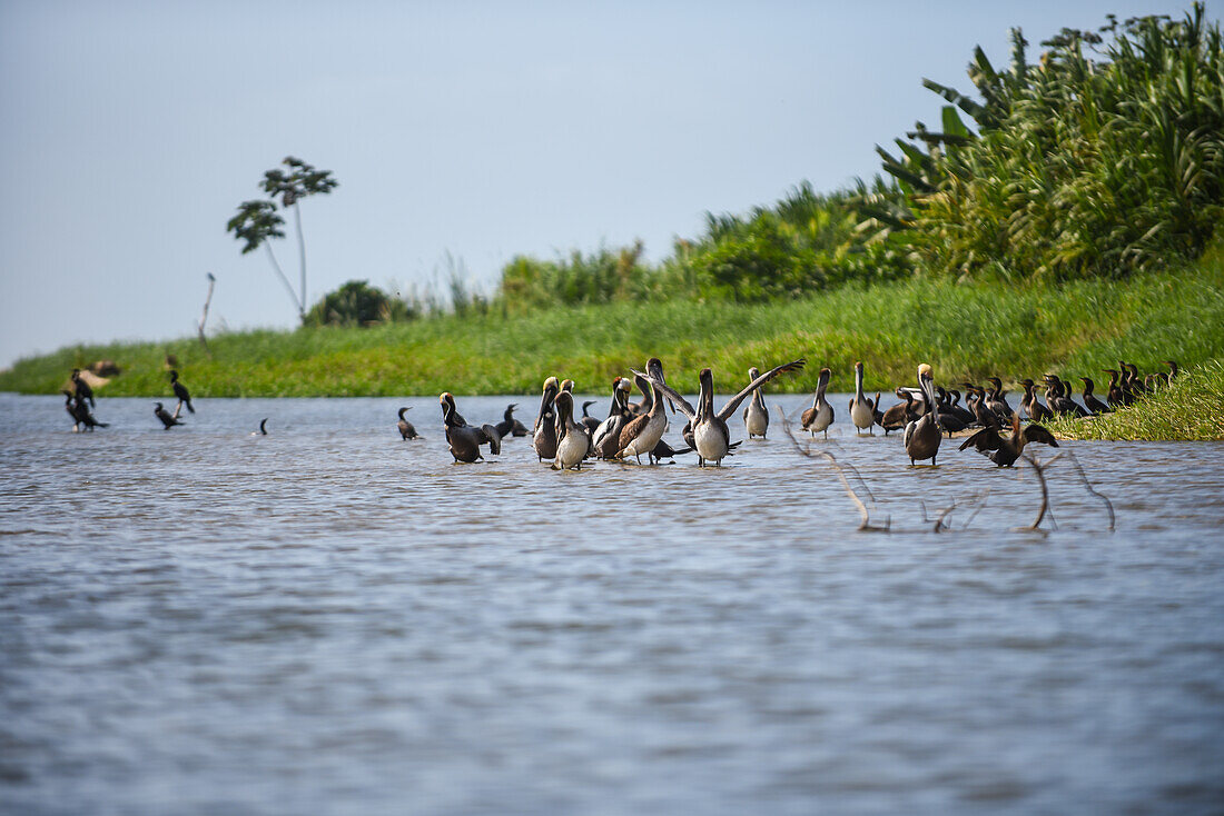 Brown pelicans in Don Diego River, Santa Marta, Colombia