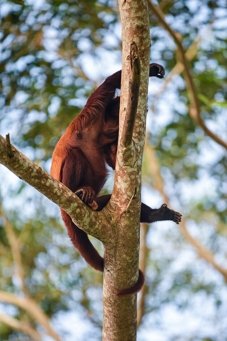 Roter Brüllaffe (Alouatta seniculus), Kolumbien