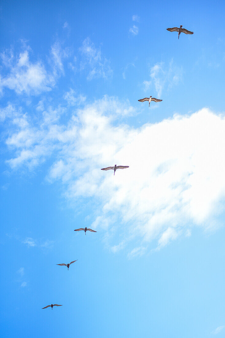 Pelicans in flight of the Don Diego River and the Caribbean Sea, Colombia