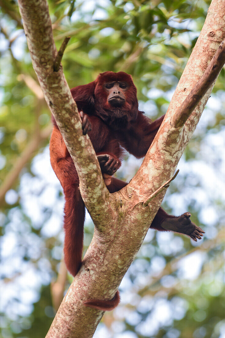 Roter Brüllaffe (Alouatta seniculus), Kolumbien