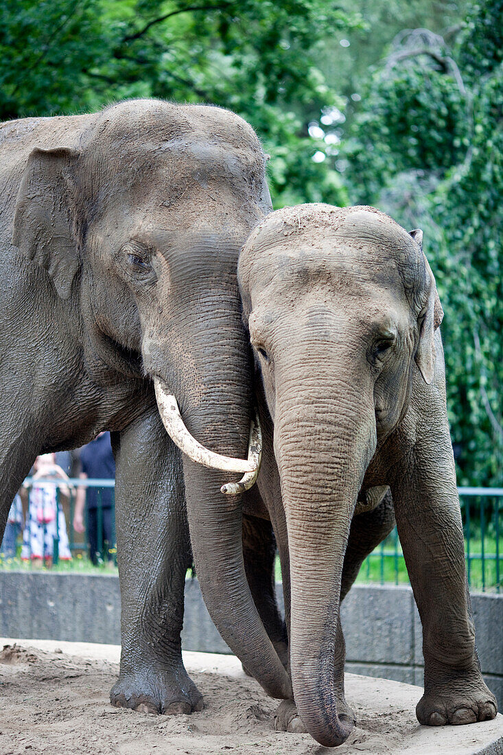 Zwei asiatische Elefanten spielen im Berliner Zoo miteinander und zeigen ihre Verbundenheit in einer lebhaften Umgebung