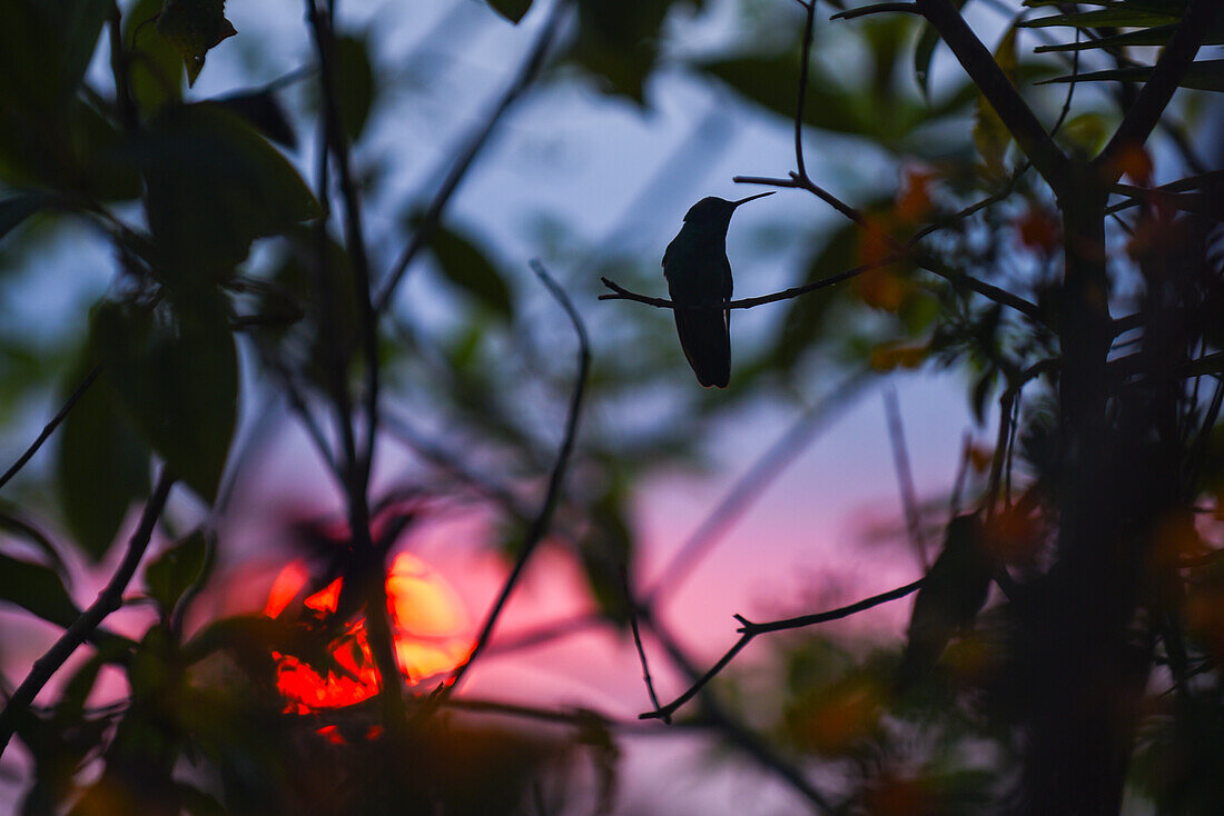 Hummingbird perched on tree at sunset in Sierra Nevada de Santa Marta, Colombia