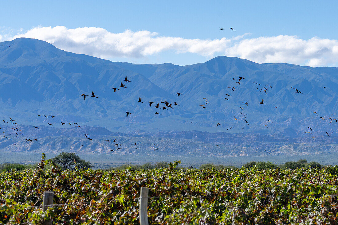 Flocks of Burrowing Parrots, Cyanoliseus patagonus, flying into vineyards to feed on the grapes in Cafayate, Argentina.