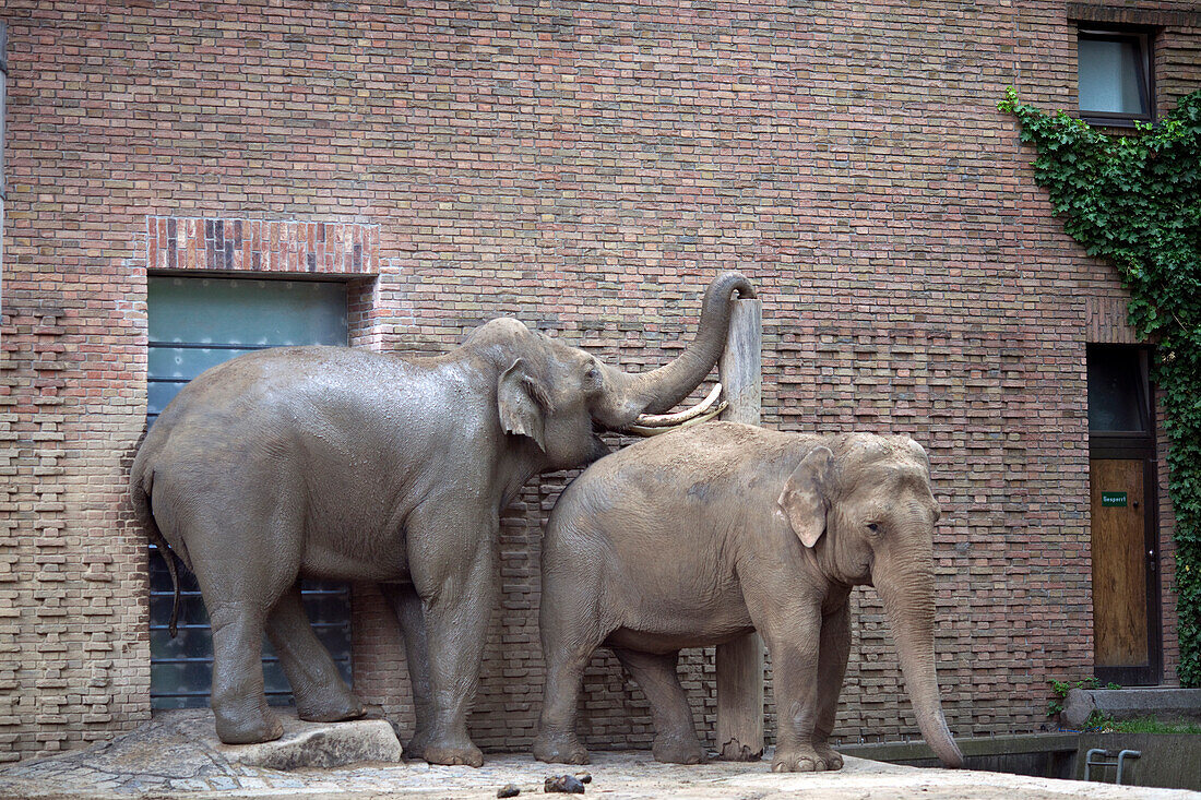 A pair of Asian elephants engage playfully at Berlin Zoo, showcasing their social behavior and lively interaction.