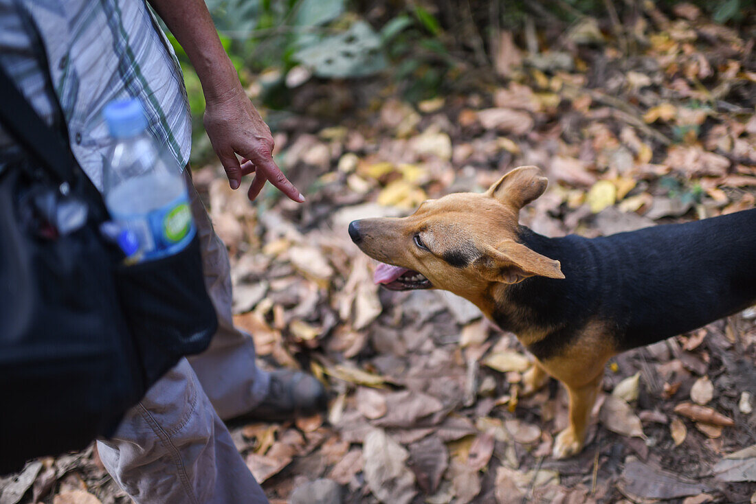 Hiker and wild dog interact in Santa Marta, Colombia